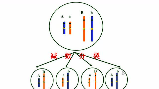 第二节基因在染色体上3
