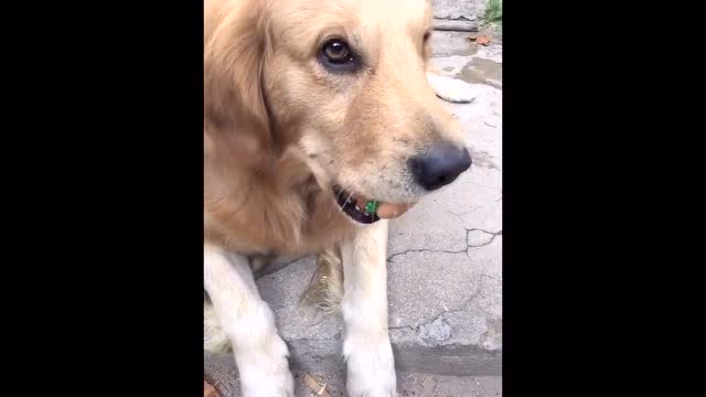 这只金毛叫艾迪 网友都叫它神犬 比轮胎还厉害