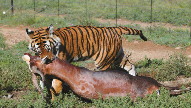 被誉为中华之魂 震撼拍摄华南虎捕猎的珍贵场面