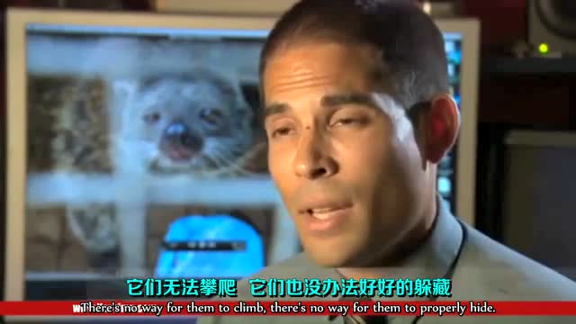 揭秘印尼猫屎咖啡产业背后的残忍真相