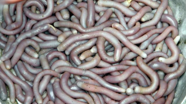 河虫图片 腾讯网