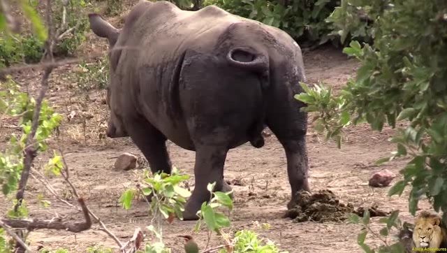 实拍犀牛拉便便,简直就像机关枪一样!