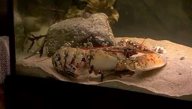 超罕见的白龙虾