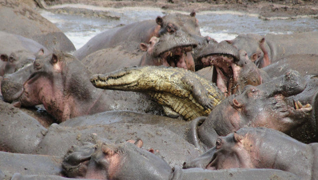 尼罗鳄落入河马群里 愤怒的河马群殴尼罗鳄