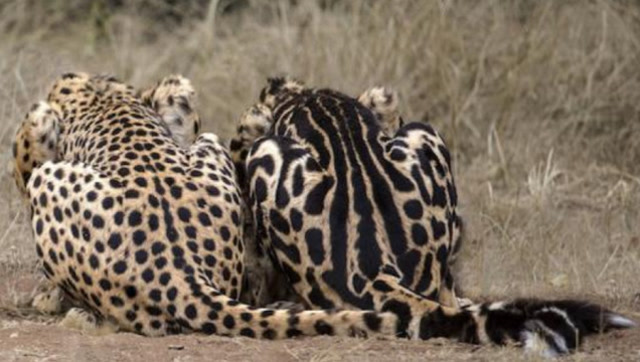 豹子的大对决,花豹与非洲猎豹和美洲豹撕杀, 谁才是豹子的大哥