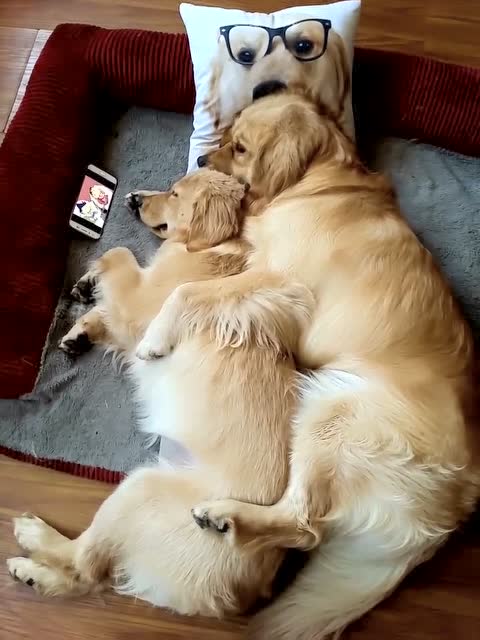 狗狗都来撒狗粮了,作为单身狗的你还好意思吗?