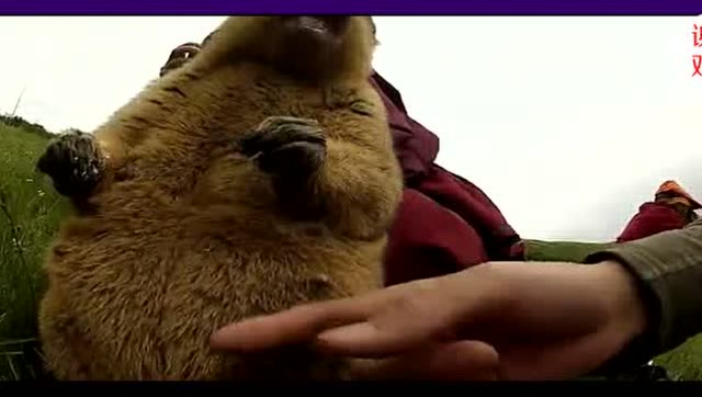 土拨鼠抢吃的这大板牙,啤酒肚,这表情我也是醉了!