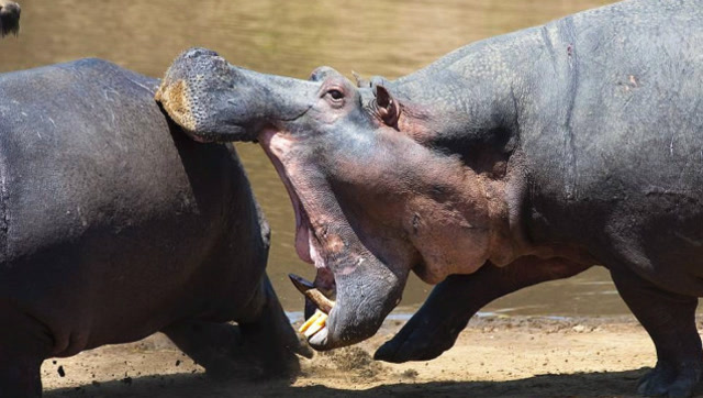 河马大战犀牛,犀牛根本敌不过河马的血盆大口