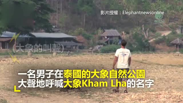 原来大象这么有灵性