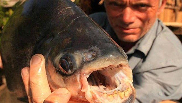 巴西普黑食人鱼图片