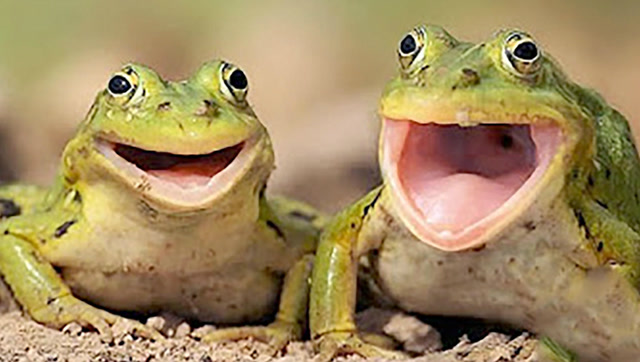 河里抓到的青蛙,当我听到这叫声的时候差点吓晕了