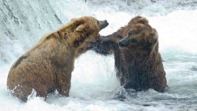 15只野狼大战一头棕熊,狼群不堪一击四散逃窜