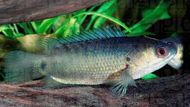 世界上会走路还会爬树的鱼,最远能走10公里,离开水也不会死!