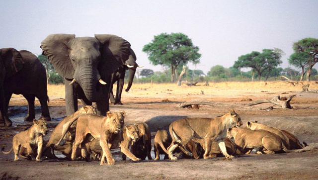 大象和狮子争夺水源,狮群趁夜晚围攻落单的大象