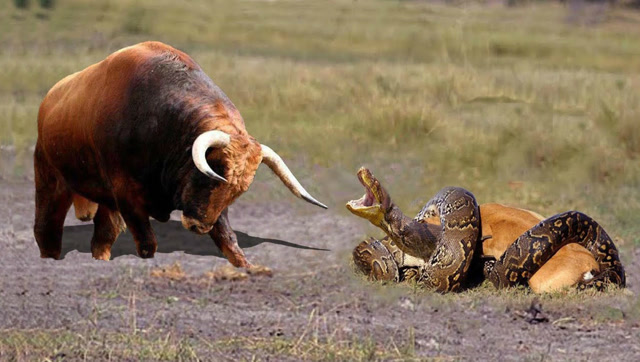 实拍:巨蟒扑向小牛使其身亡,牛妈妈展示疯狂报复,太吓人了