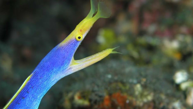 亮瞎眼睛:彩虹鳗五颜六色照亮你的美,看了绝对惊掉下巴