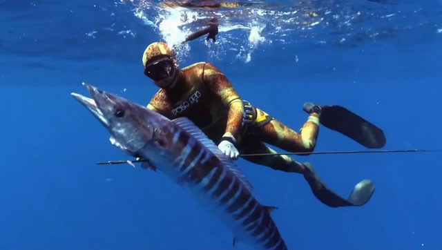 高手在民间,牛人潜水捕鱼,这条大鱼快有人的身高那么长了