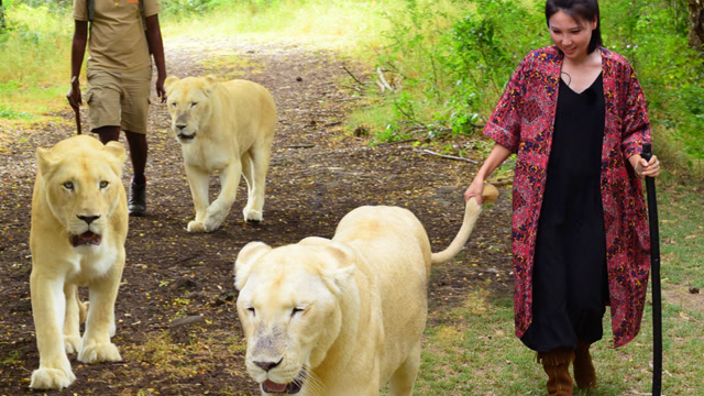 中国美女勇气惊人!牵着狮子尾巴逛非洲动物园