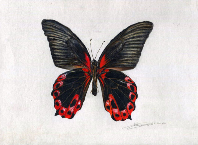 彩铅画基础教程—超写实蝴蝶