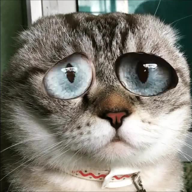 这是一只有魔性的猫星人