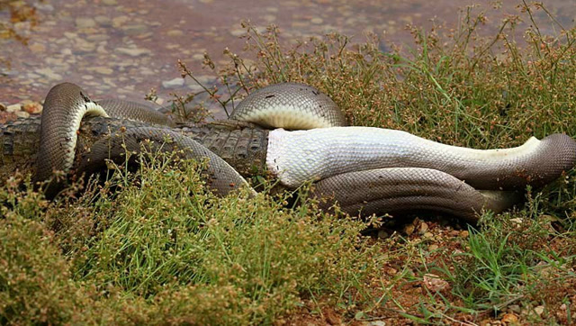 男子在野外拍到了巨型蟒蛇,这条巨蟒像成精似的,太吓人了