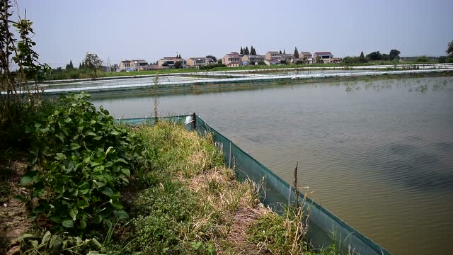 参观金坛养虾场31