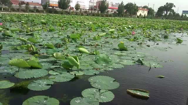 尚义鸳鸯河荷花