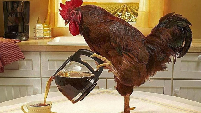 超级搞笑的大公鸡,果然是名副其实的战斗鸡