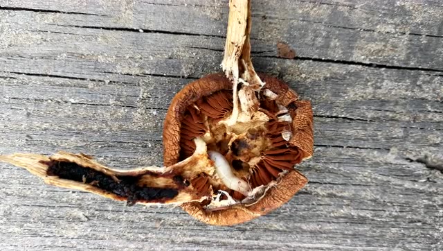 蘑菇中的虫子,你见过吗?