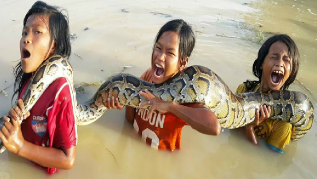 国外这三个小女孩胆子真大 遇见大蟒蛇抬回家后玩耍