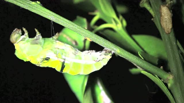 玉带凤蝶化蛹图片