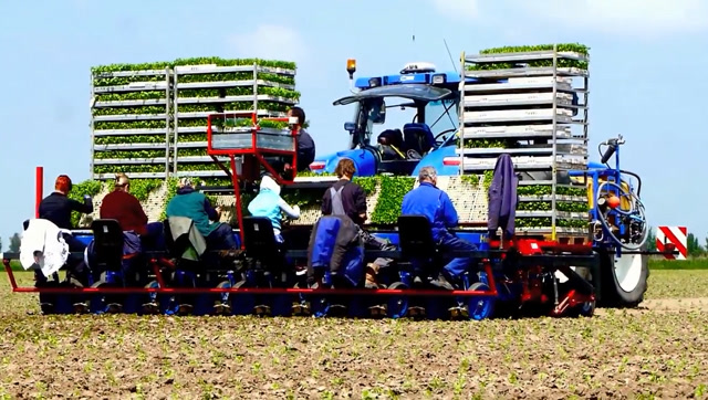 行驶缓慢的重型芹菜移栽机组就好像是一个行走中的工厂生产线