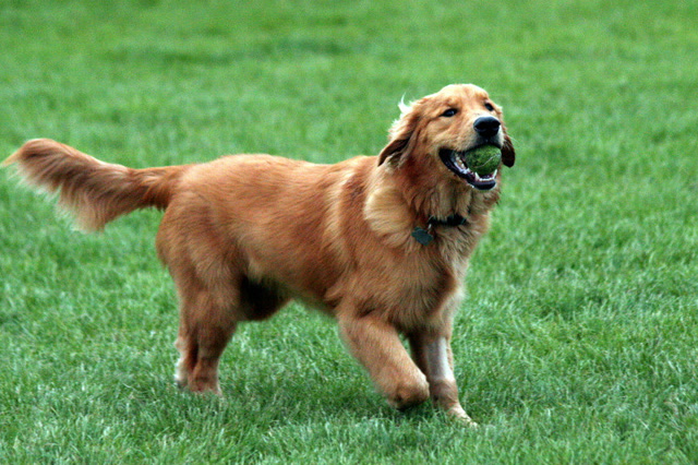 金毛艾迪想出去溜溜,男主不理它,它的做法亮了