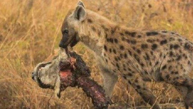 鬣狗吃掉了狮子,这帮鬣狗太恶心了