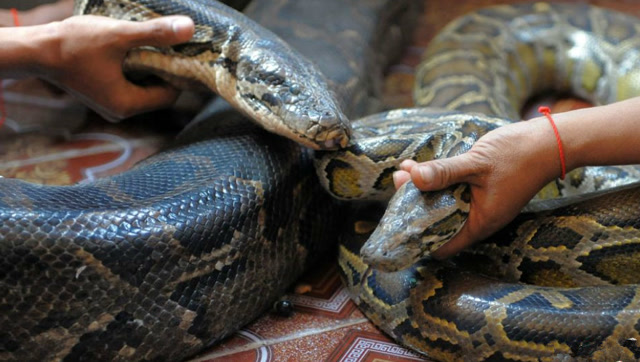 实拍蟒蛇对人的袭击,瞬间就被缠上,太恐怖了