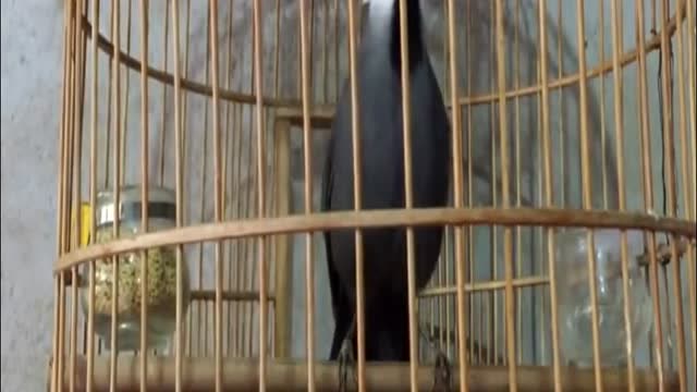 极品珊瑚鸟珍贵鸣叫视频