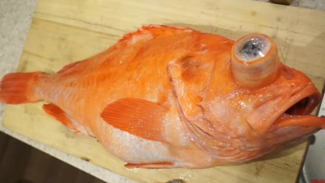 一条肿眼泡的鱼,日本小哥把它做成美味的烤鱼