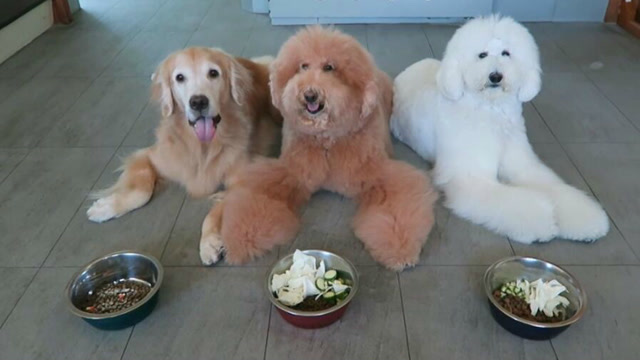 狗狗们端坐等开饭,主人不说开始没人动,真是个乖乖孩子!