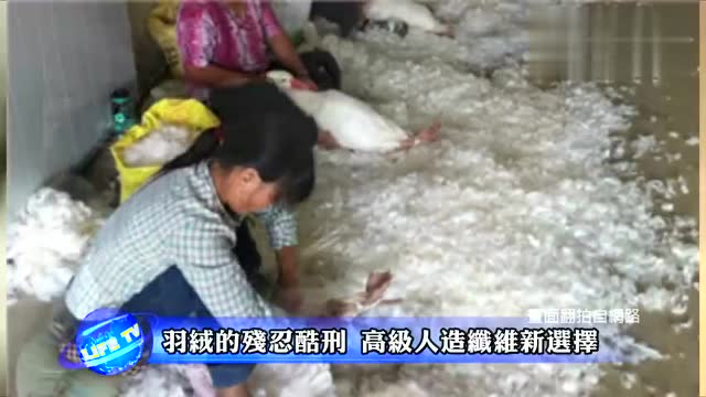 你的选择，决定它们是否要遭受巨痛