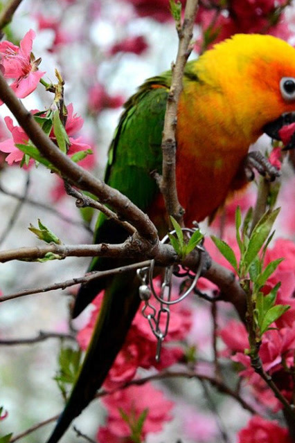 春天来,桃花开,一对鹦鹉在枝头闹