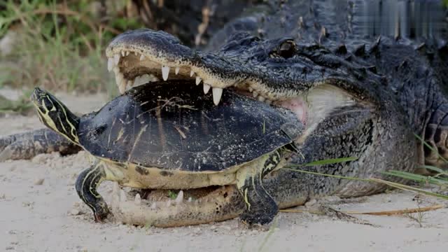 罕见鳄鱼捕食乌龟,咬了半天吃不下,乌龟表示内心平静甚至还想笑