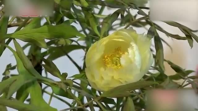 难得一见,金牡丹亮相杭州钱王祠迎春花展