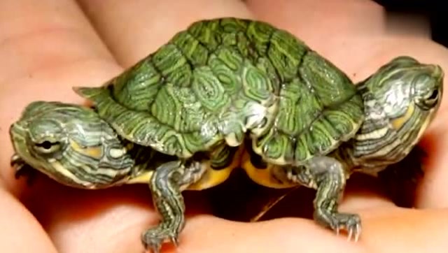 世界上各类连体动物,配合起来就困难了!