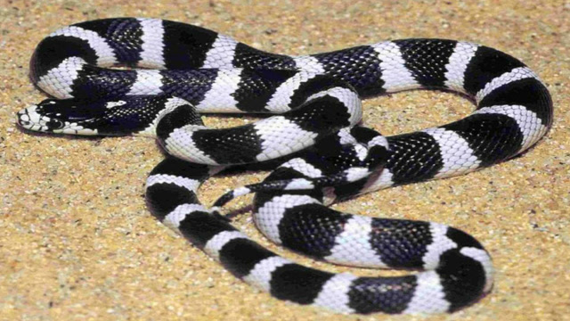 金环蛇和银环蛇,到底谁的毒性更大 说出来你都不敢相信