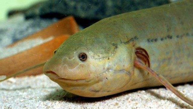 实拍非洲肺鱼用肺呼吸,身怀绝技,河水干涸了也不会死