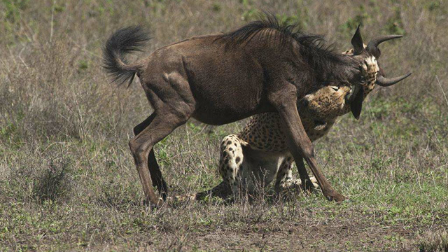 两只猎豹合力捕杀角马,角马能脱险吗