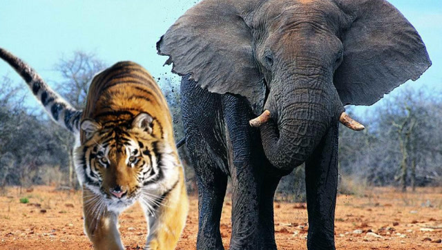 这才是真正的王者气势!老虎斗大象 仅需几秒钟老虎就将大象猎杀