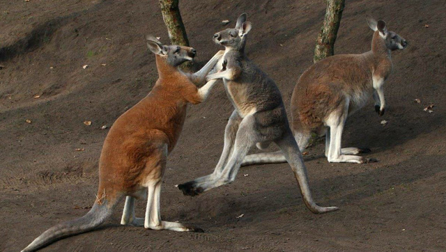 战力爆表!澳洲野狗比藏獒还凶猛,三分钟秒杀袋鼠!
