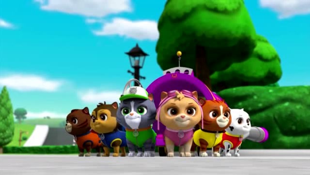 调皮捣蛋猫咪大队出来破坏了