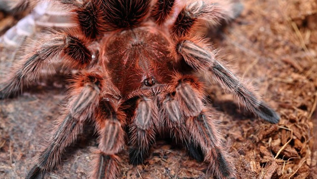 比恐龙还古老的蜘蛛称为原蛛,为何它们能遗传至今呢?